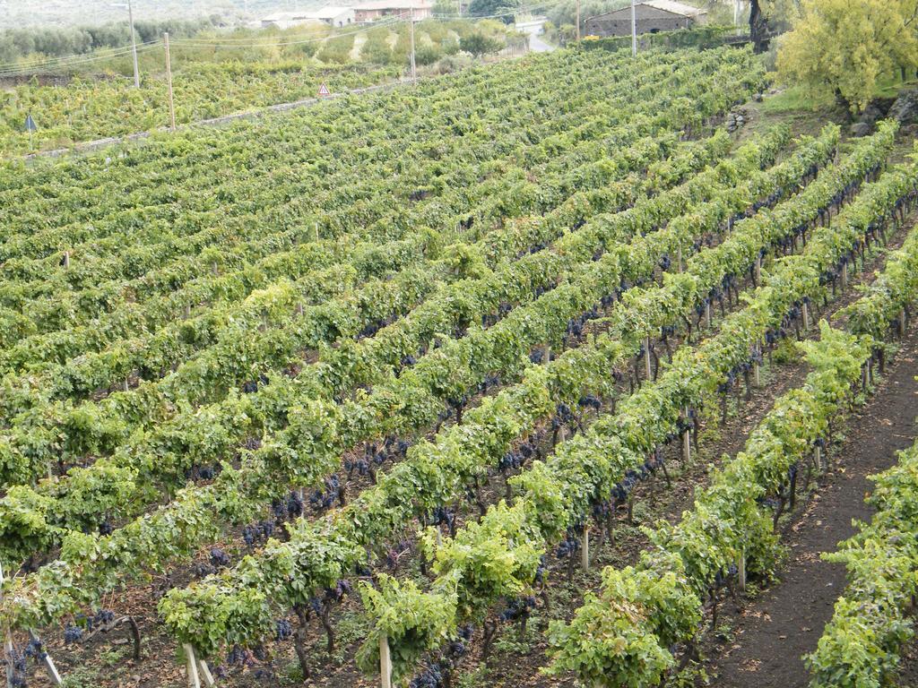 Etna Wine Azienda Agrituristica Passopisciaro Bagian luar foto