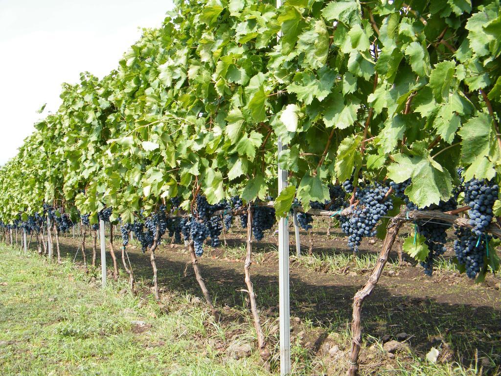 Etna Wine Azienda Agrituristica Passopisciaro Bagian luar foto